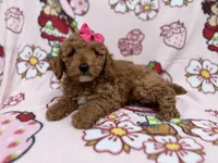 Remi, a female Cockapoo for sale in Lakeland, FL – 2 of 9