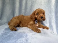 Moose, a male Cavapoo for sale in Lakeland, FL – 4 of 7