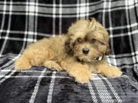 Diego, a male Shihpoo for sale in Lakeland, FL – 5 of 7
