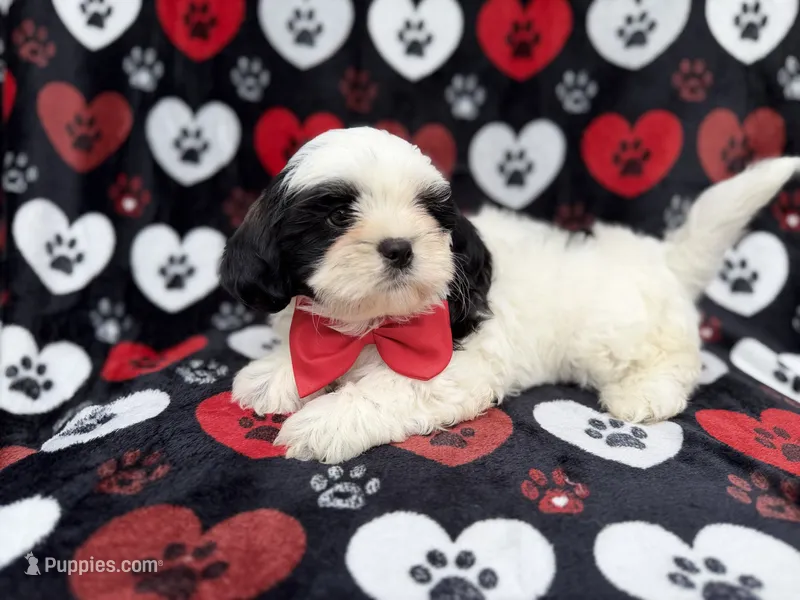 Sebastian – Shih Tzu, Shichon puppy for sale in Lakeland, FL