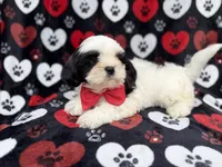 Sebastian, a male Shih Tzu and Shichon for sale in Lakeland, FL – 1 of 9