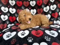 Olivia, a female Miniature Aussiedoodle for sale in Lakeland, FL – 8 of 9