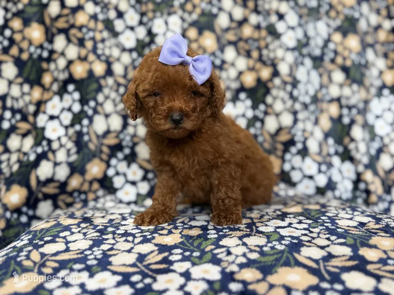 Sasha – Miniature Goldendoodle puppy for sale in Lakeland, FL