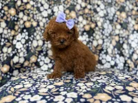 Sasha, a female Miniature Goldendoodle for sale in Lakeland, FL – 1 of 9