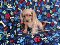 Ruger, a male Cavapoo for sale in Lakeland, FL – 2 of 8