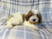 Sarge, a male Cavapoo for sale in Lakeland, FL – 6 of 10