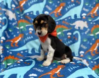 Tigger, a male Beagle for sale in Lakeland, FL – 4 of 7