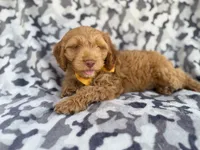 Toby, a male Cockapoo for sale in Lakeland, FL – 1 of 8