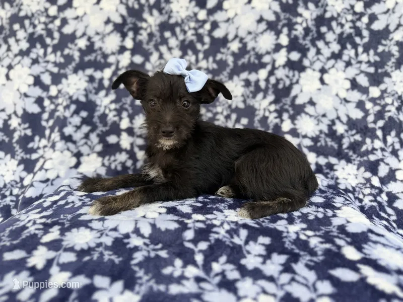 Ava – Miniature Schnauzer puppy for sale in Lakeland, FL