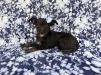 Ava, a female Miniature Schnauzer for sale in Lakeland, FL – 1 of 8