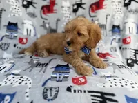 Conner, a male Cavapoo for sale in Lakeland, FL – 6 of 9