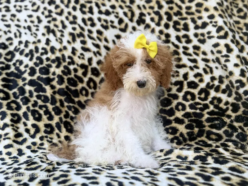 Jazzy – Poodle - Miniature  puppy for sale in Lakeland, FL