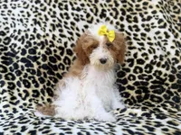 Jazzy, a female Poodle - Miniature  for sale in Lakeland, FL – 1 of 9