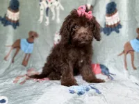Cocoa, a female Cavapoo for sale in Lakeland, FL – 2 of 8