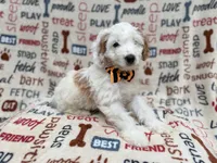 Louie, a male Cockapoo for sale in Lakeland, FL – 3 of 9
