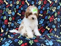 Candy, a female Poodle - Miniature  for sale in Lakeland, FL – 5 of 8