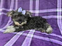 Puddles, a female Miniature Schnauzer for sale in Lakeland, FL – 4 of 9