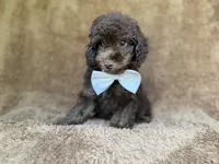 Chase, a male Cavapoo for sale in Lakeland, FL – 5 of 9