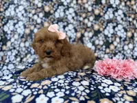 Mia, a female Cavapoo for sale in Lakeland, FL – Photo 8 of 9