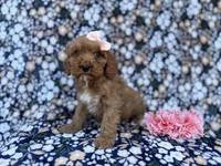 Mia, a female Cavapoo for sale in Lakeland, FL – Photo 2 of 9