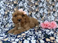 Mia, a female Cavapoo for sale in Lakeland, FL – Photo 4 of 9