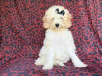 Olive, a female Cockapoo for sale in Lakeland, FL – 6 of 9
