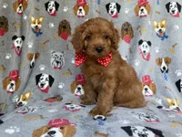 Meeko, a male Cavapoo for sale in Lakeland, FL – 5 of 9