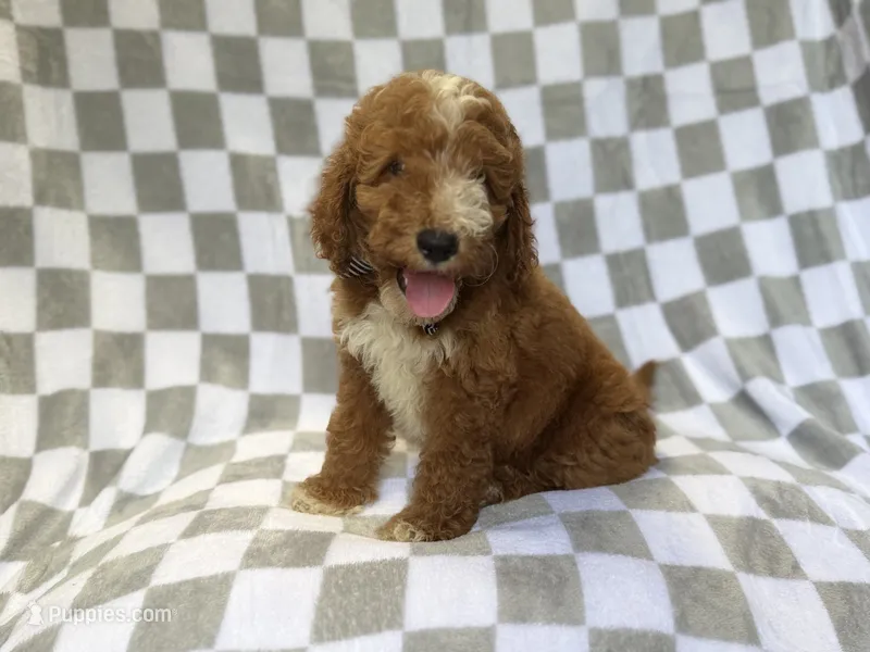 Cosmo – Miniature Goldendoodle puppy for sale in Lakeland, FL