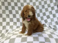 Cosmo, a male Miniature Goldendoodle for sale in Lakeland, FL – 1 of 8