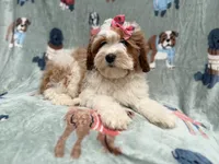 Ember, a female Cavapoo for sale in Lakeland, FL – 2 of 10