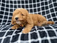 Lenny, a male Goldendoodle and Poodle - Miniature  for sale in Lakeland, FL – 2 of 8