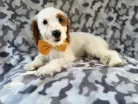 Trent, a male Cockapoo for sale in Lakeland, FL – 9 of 9