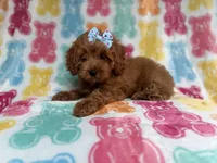 Rosie, a female Cockapoo and Poodle - Miniature  for sale in Lakeland, FL – 4 of 7