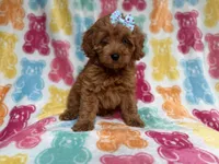 Rosie, a female Cockapoo and Poodle - Miniature  for sale in Lakeland, FL – 1 of 7