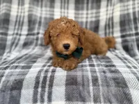 Ozzy, a male Miniature Aussiedoodle for sale in Lakeland, FL – 5 of 7