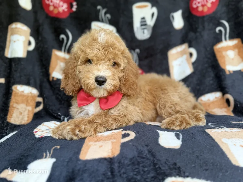 Wallace – Cockapoo puppy for sale in Lakeland, FL