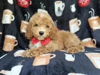 Wallace, a male Cockapoo for sale in Lakeland, FL – 1 of 8