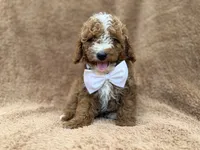 Lane, a male Goldendoodle and Poodle - Miniature  for sale in Lakeland, FL – 9 of 10