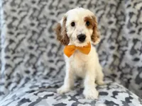 Trent, a male Cockapoo for sale in Lakeland, FL – 4 of 9