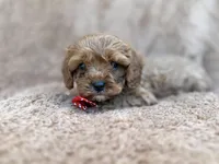 Noah, a male Cavalier King Charles Spaniel and Poodle - Miniature  for sale in Lakeland, FL – Photo 10 of 10