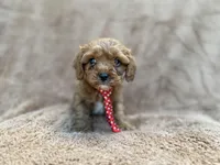 Noah, a male Cavalier King Charles Spaniel and Poodle - Miniature  for sale in Lakeland, FL – Photo 4 of 10