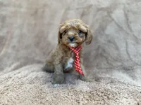 Noah, a male Cavalier King Charles Spaniel and Poodle - Miniature  for sale in Lakeland, FL – Photo 9 of 10