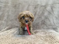 Noah, a male Cavalier King Charles Spaniel and Poodle - Miniature  for sale in Lakeland, FL – Photo 3 of 10