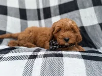 Benny, a male Cavapoo for sale in Lakeland, FL – 7 of 9