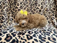 Reagan, a female Cockapoo and Poodle - Miniature  for sale in Lakeland, FL – 2 of 9