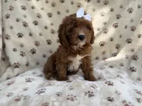 Lettie, a female Cavapoo for sale in Lakeland, FL – 8 of 9