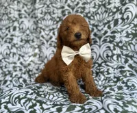 Leon, a male Goldendoodle for sale in Lakeland, FL – 4 of 10
