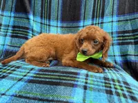 Dakota, a male Cavapoo for sale in Lakeland, FL – 4 of 6