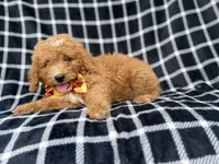 Lenny, a male Goldendoodle and Poodle - Miniature  for sale in Lakeland, FL – 7 of 8