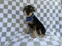 Alex, a male Miniature Schnauzer for sale in Lakeland, FL – 9 of 9